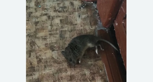 Дезинфекция от мышей в Спас-Даменском
